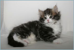 Male Siberian Kitten from Deedlebug Siberians